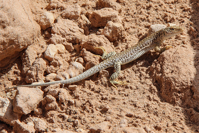 gobi wildlife photos mongolia 